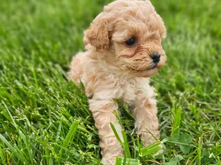 Cavapoo dogs Dexter - Ad 21