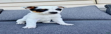Dot