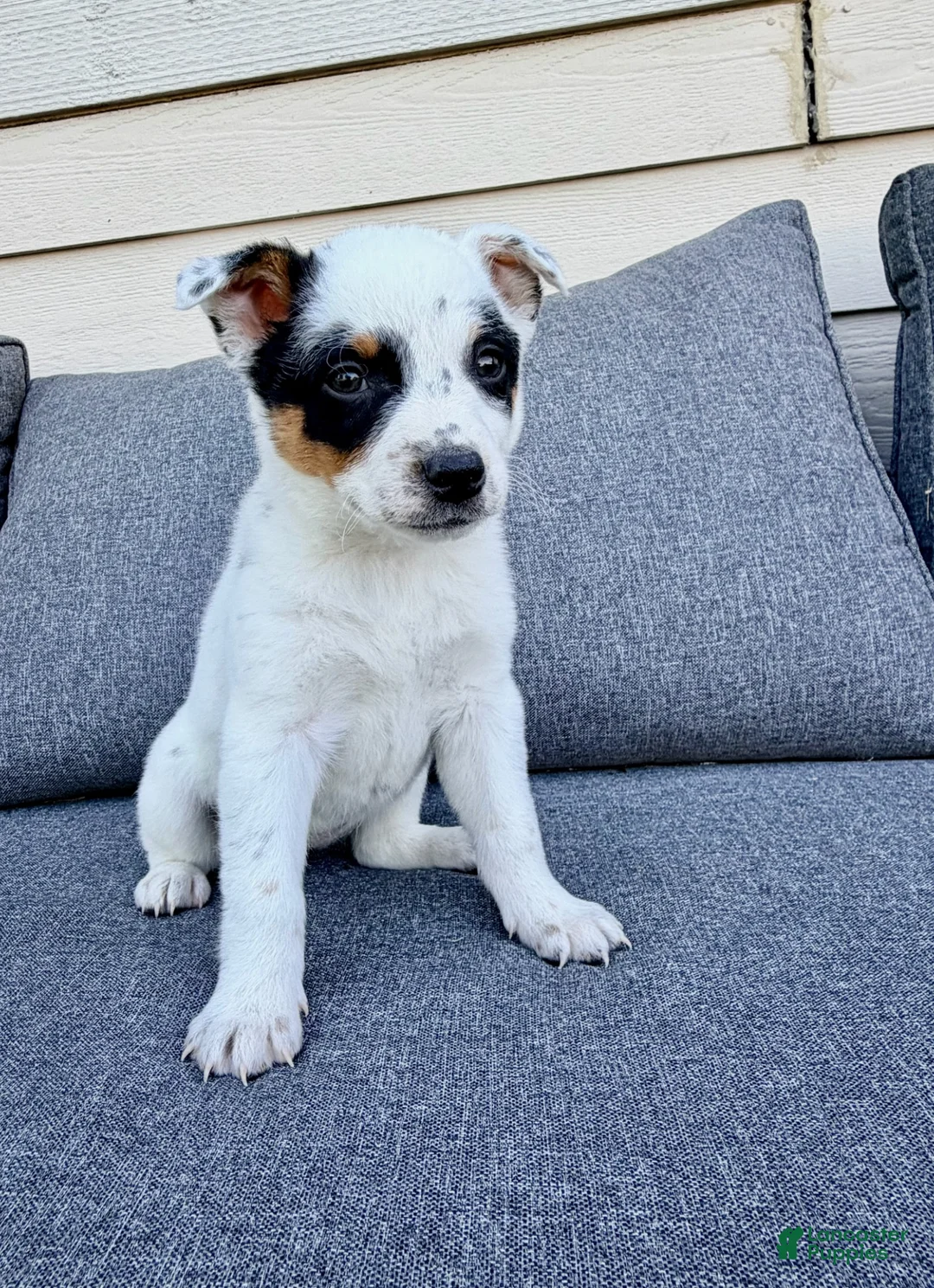 Australian Cattle Dog dogs for sale: Dot - Ad 1