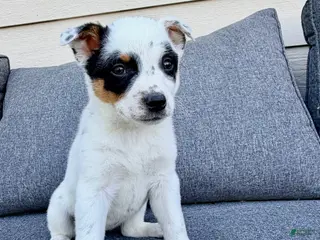 Australian Cattle Dog dogs for sale: Dot - Ad 1