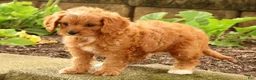 Cavapoo dogs for sale: Jenny - Ad 6