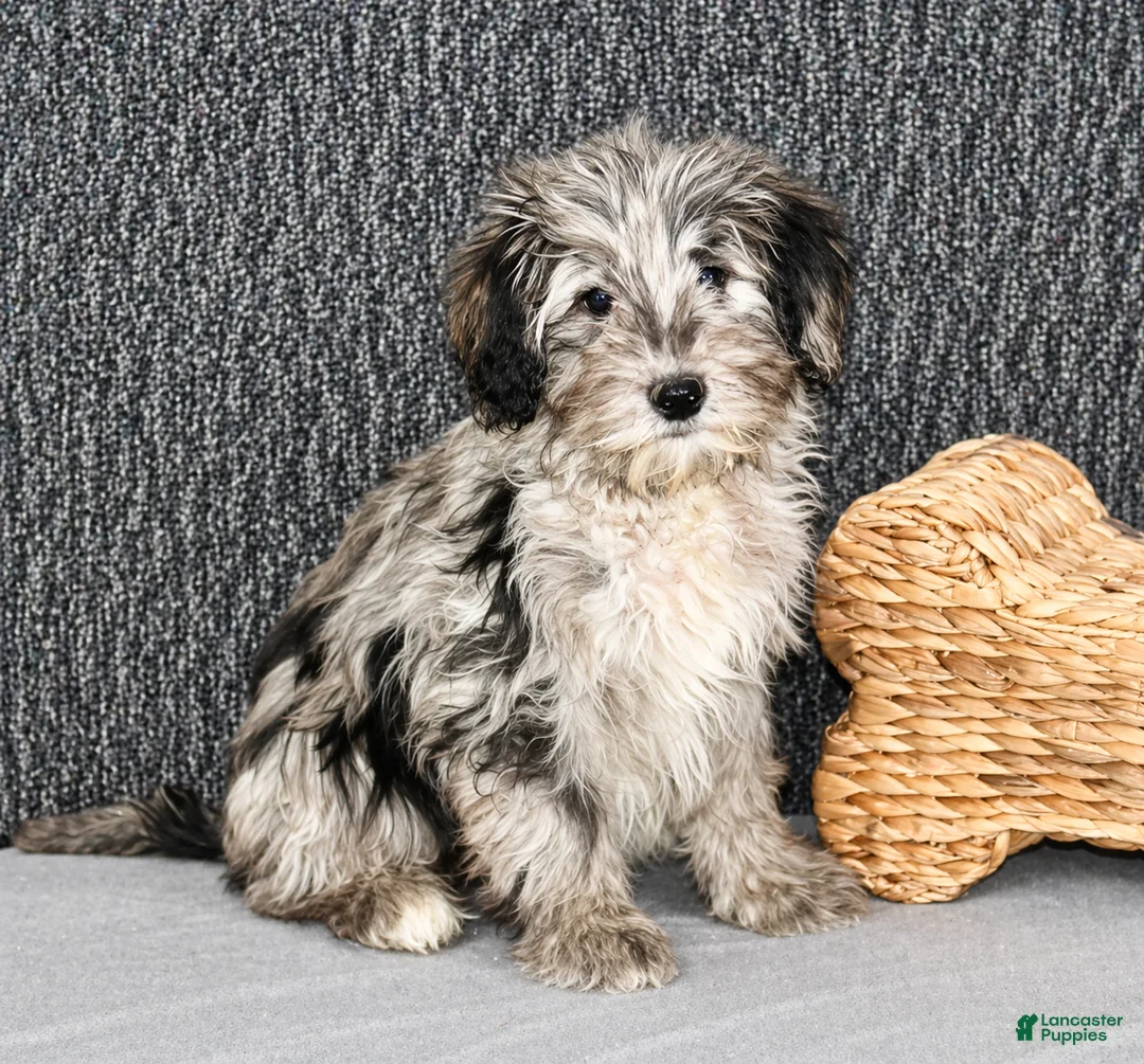 Mixed Breed dogs for sale: Parker - Ad 1