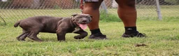 Cane Corso dogs for sale: Mr. Miyagi  - Ad 9