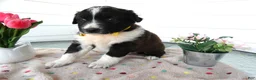 Border Collie dogs for sale: Border Collie Puppy 2 Sunshine - Ad 3