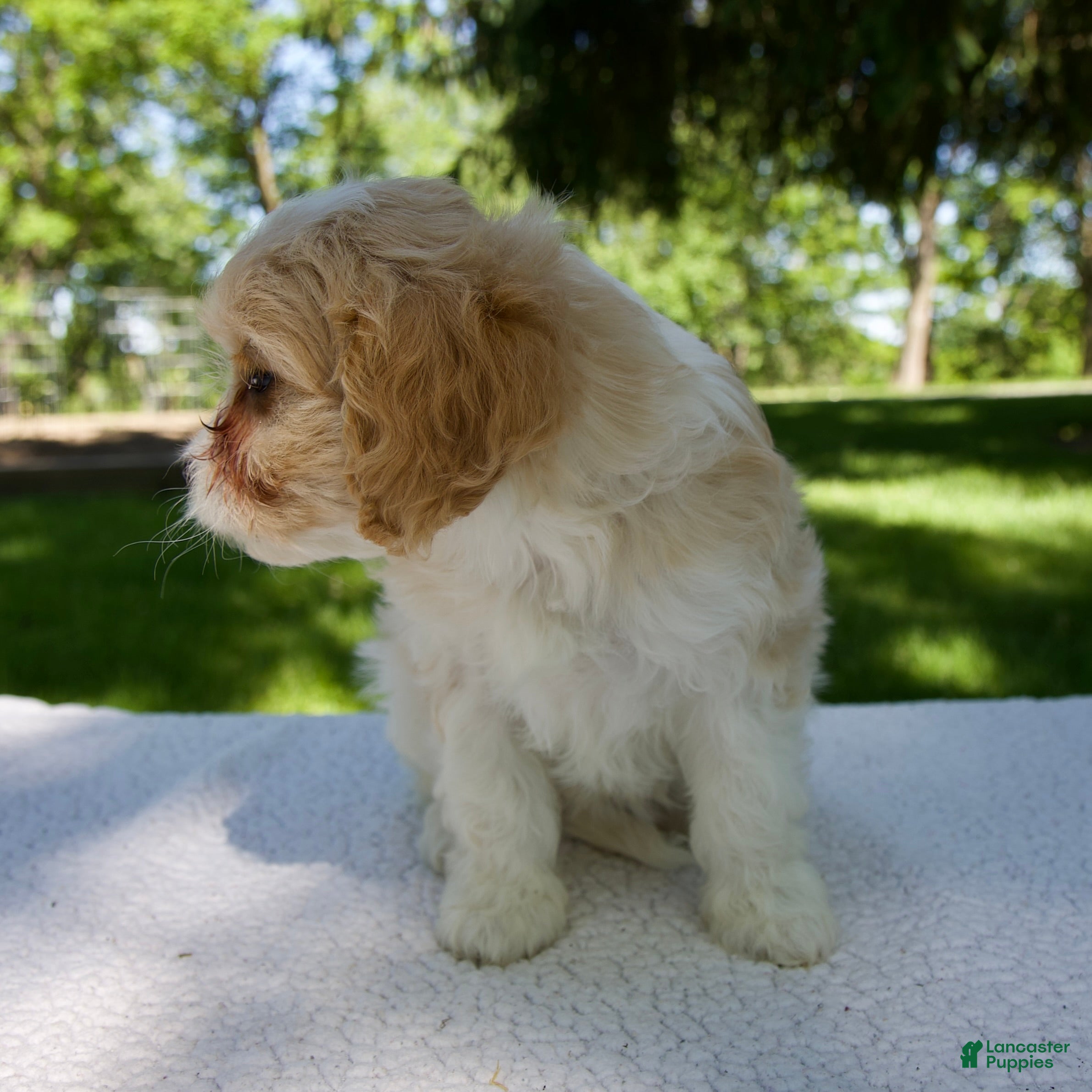 Cavapoo dogs Evie - Ad 2