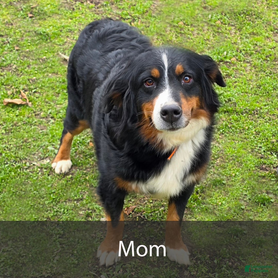 Mini Bernedoodle dogs for sale: Rocket - Ad 9