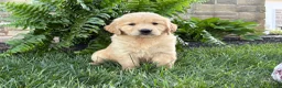 Golden Retriever dogs for sale: Bella - Ad 1