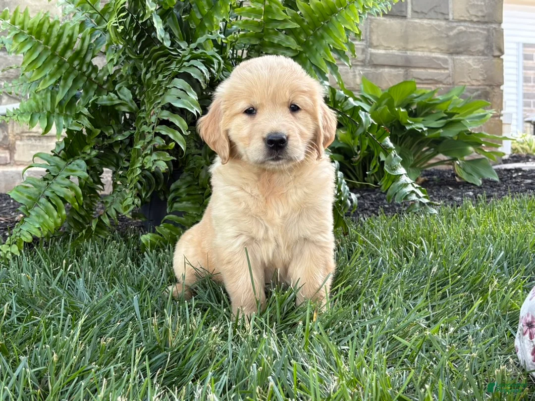 Golden Retriever dogs for sale: Bella - Ad 1
