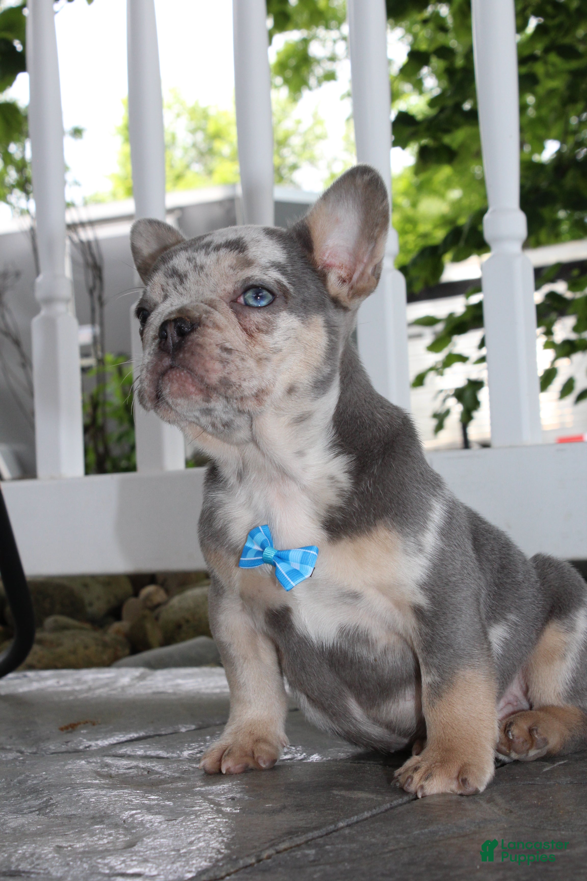 French Bulldog dogs for sale: AKC Hank - Ad 2
