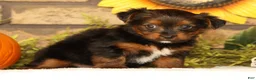 Yorkshire Terrier dogs for sale: Kimber - Ad 5