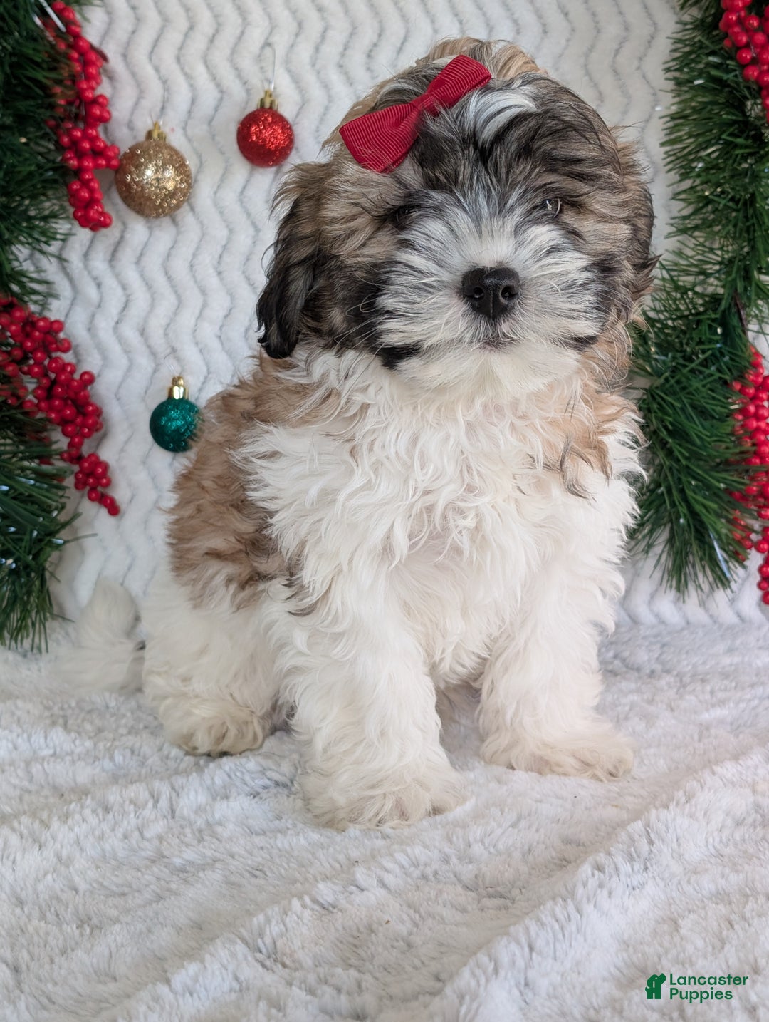 Teddy Bear dogs for sale: Kody - Ad 3