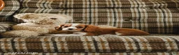 Cavalier King Charles Spaniel dogs for sale: Karl - Ad 3