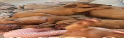 Dogue De Bordeaux dogs for sale: Dogue De Bordeaux Puppy 5 - Ad 87