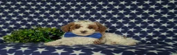 Miniature Poodle dogs for sale: Lional - Ad 5