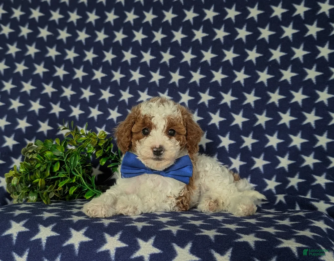 Miniature Poodle dogs for sale: Lional - Ad 5