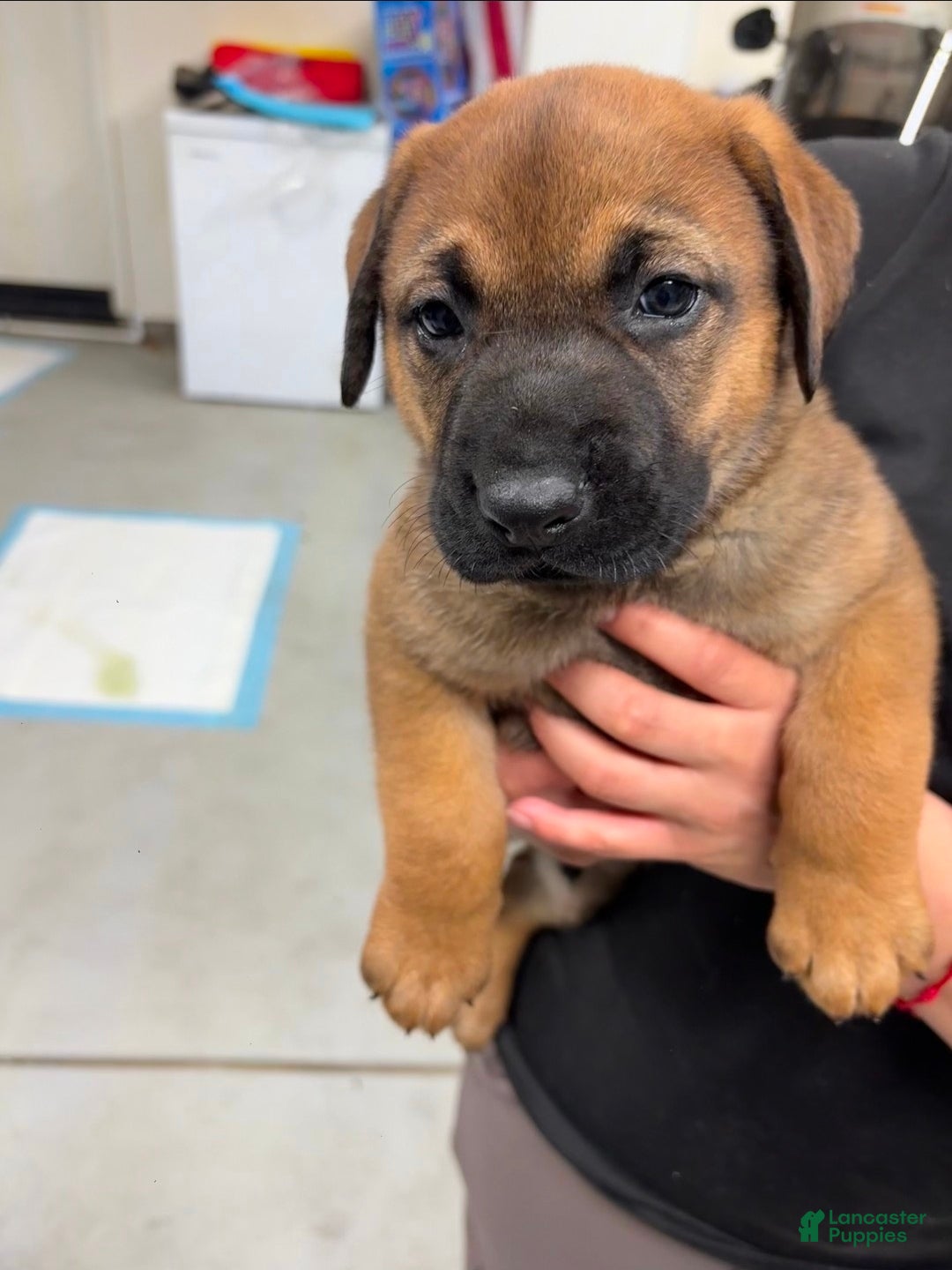 Mixed Breed dogs German shepherd/Lab Mixed Breed Puppy 1 - Ad 3