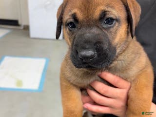 Mixed Breed dogs German shepherd/Lab Mixed Breed Puppy 1 - Ad 3