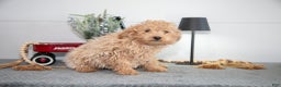 Mini Goldendoodle dogs for sale: Maverick - Ad 2