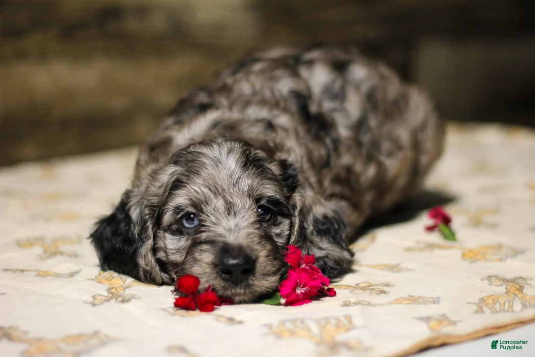 Mixed Breed dogs for sale: Masso - Ad 3