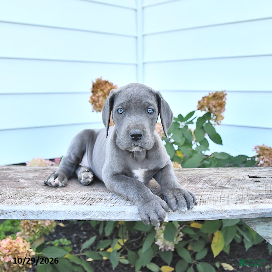 Great Dane dogs for sale: Lillie - Ad 2