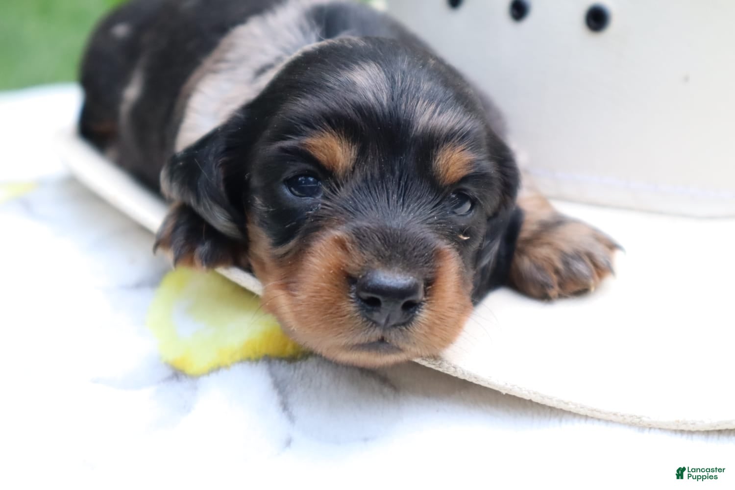 Miniature Dachshund dogs Millie  - Ad 1