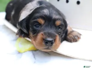 Miniature Dachshund dogs for sale: Millie - Ad 4