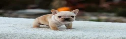 French Bulldog dogs for sale: Jill - Cream - Ad 8
