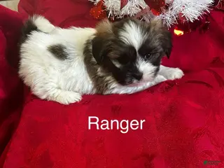 Lhasa Apso dogs Lhasa Apso Puppy 1 - Ad 8