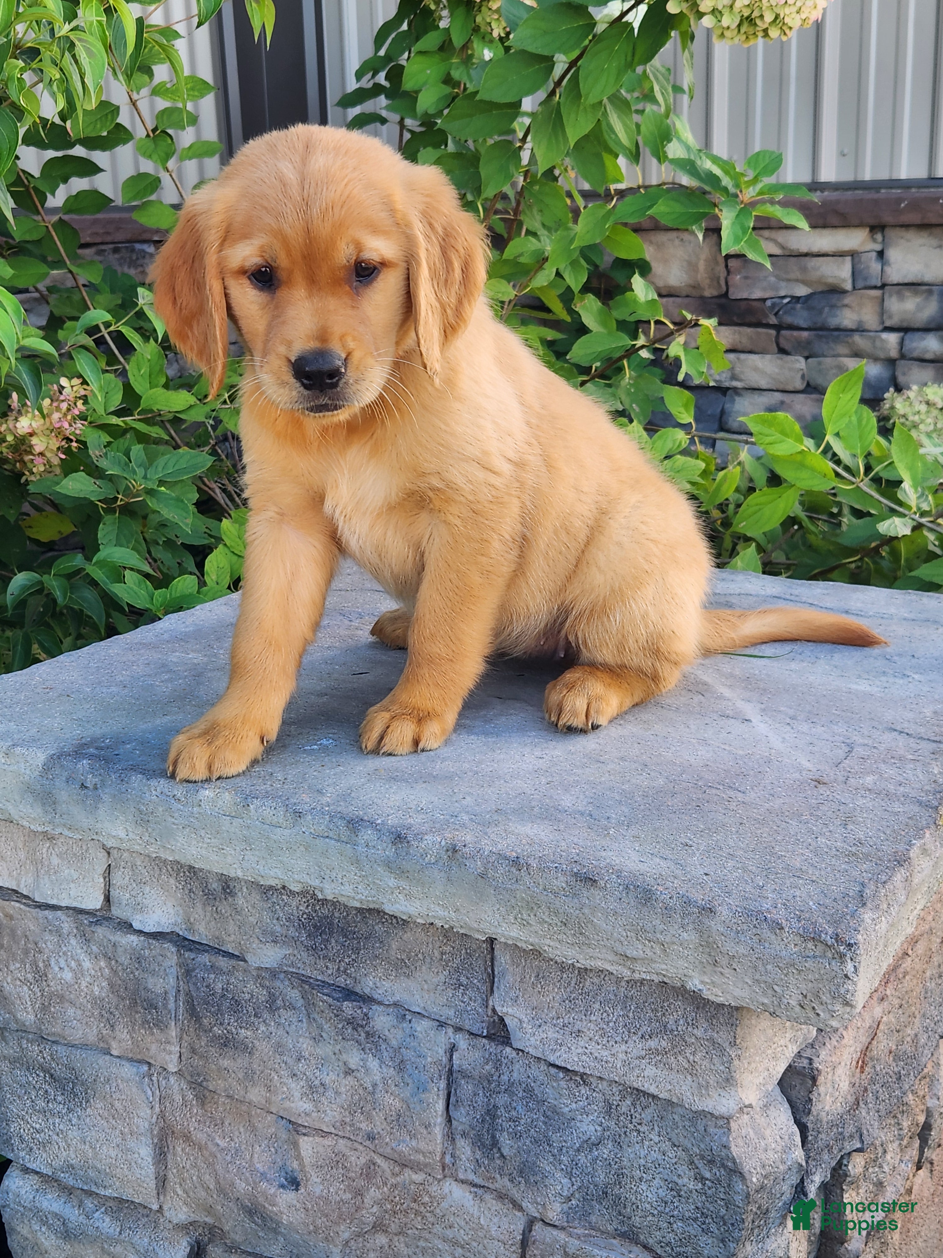 Golden Retriever dogs Chai - Ad 1