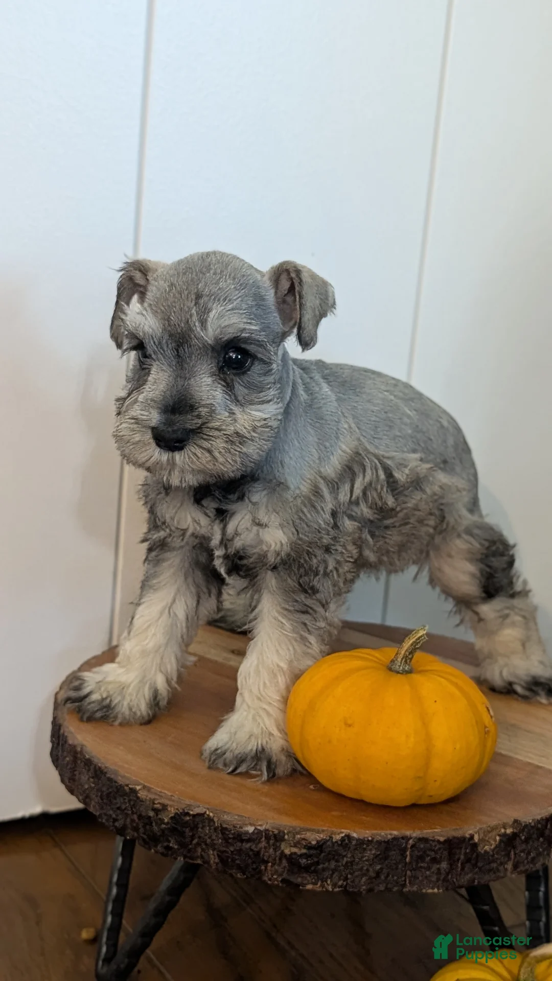 Miniature Schnauzer dogs for sale: Clover - Ad 2