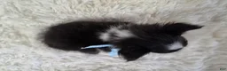 Shetland Sheepdog dogs for sale: Macke - Ad 7