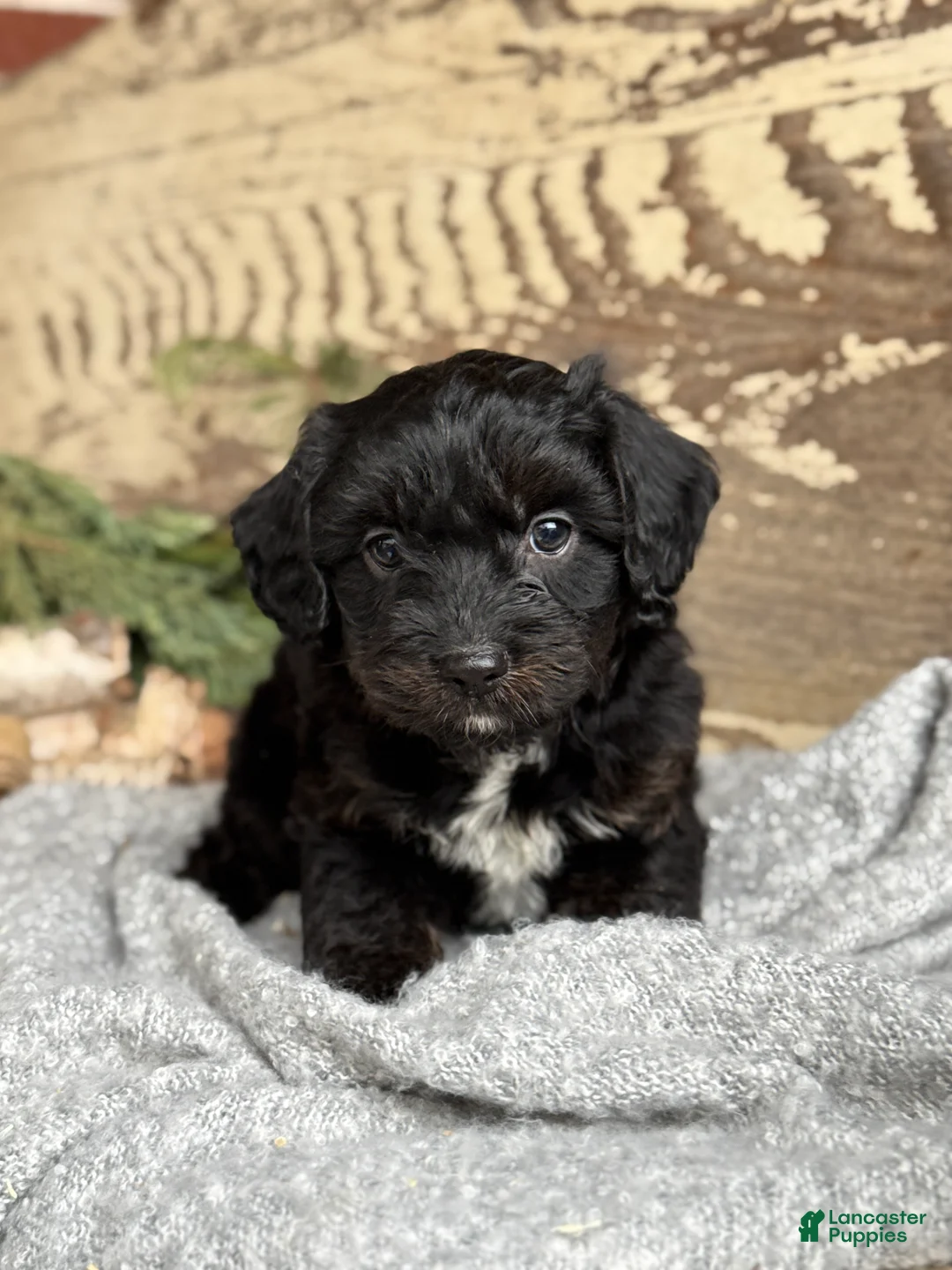 Mixed Breed dogs for sale: Wheeler - Ad 7