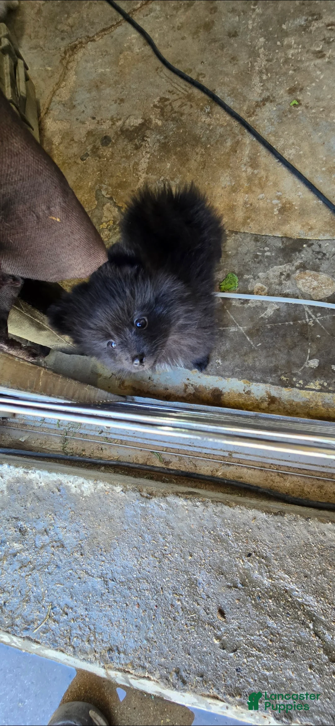 Pomeranian dogs for sale: Pomeranian Puppy 3 - Ad 1