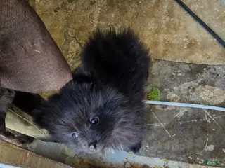 Pomeranian dogs Pomeranian Puppy 3 - Ad 5