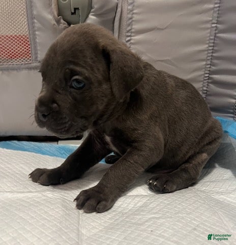 Cane Corso dogs Boy 5 - Ad 1