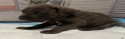 Cane Corso dogs for sale: Boy 5 - Ad 1