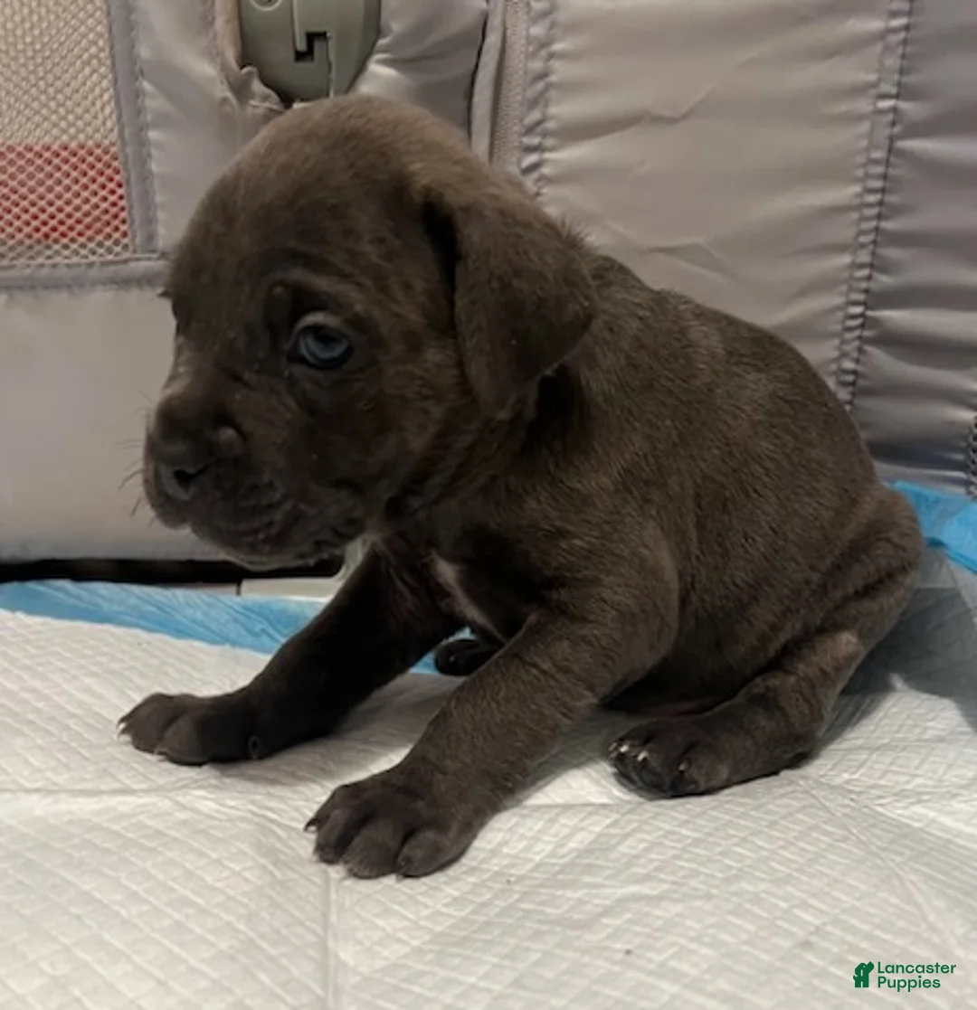 Cane Corso dogs for sale: Boy 5 - Ad 1
