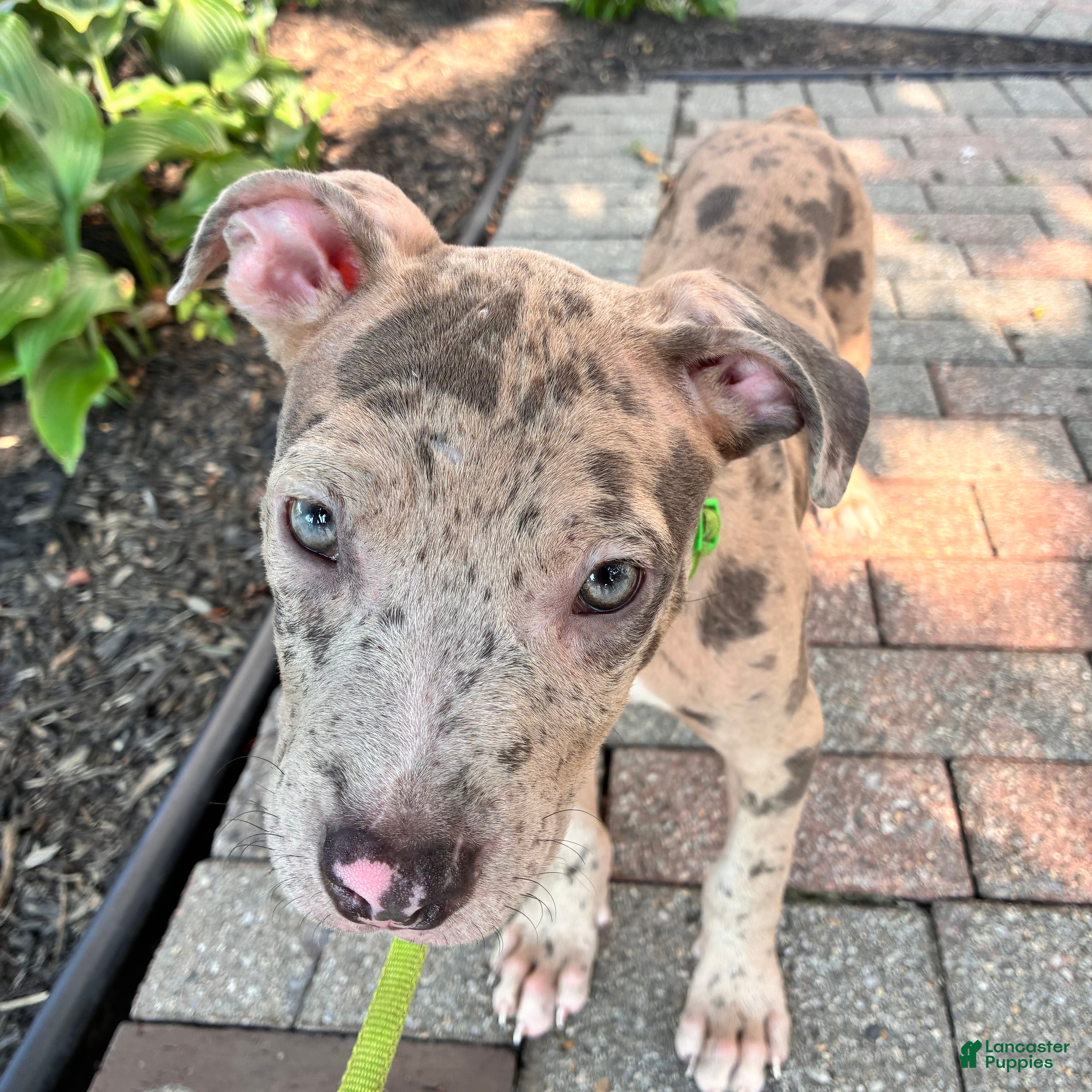 Mixed Breed dogs Mixed Breed 2 - Ad 1
