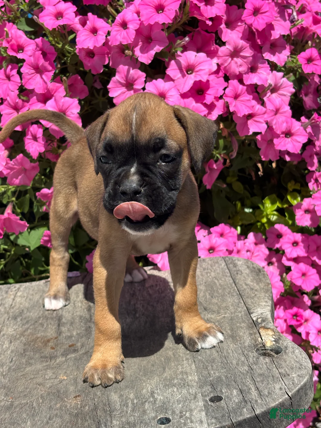 Boxer dogs for sale: Meadow - Ad 3