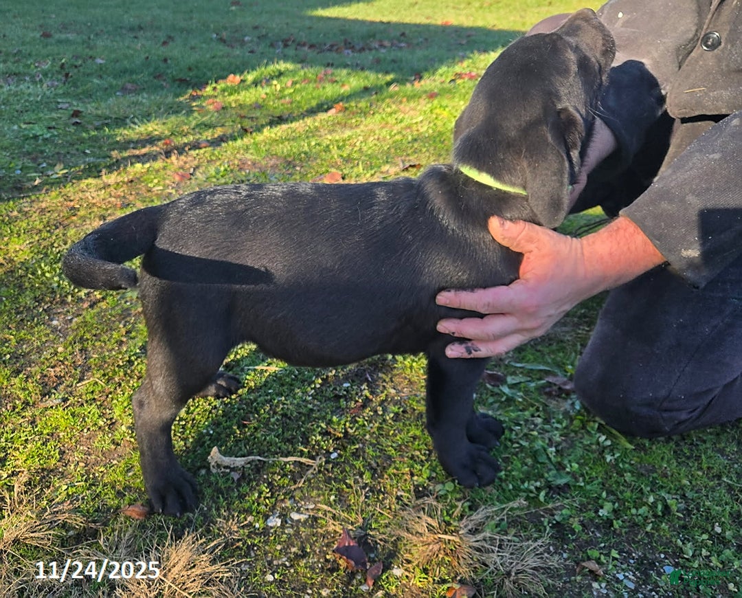 Labrador Retriever dogs for sale: Sammy - Ad 1