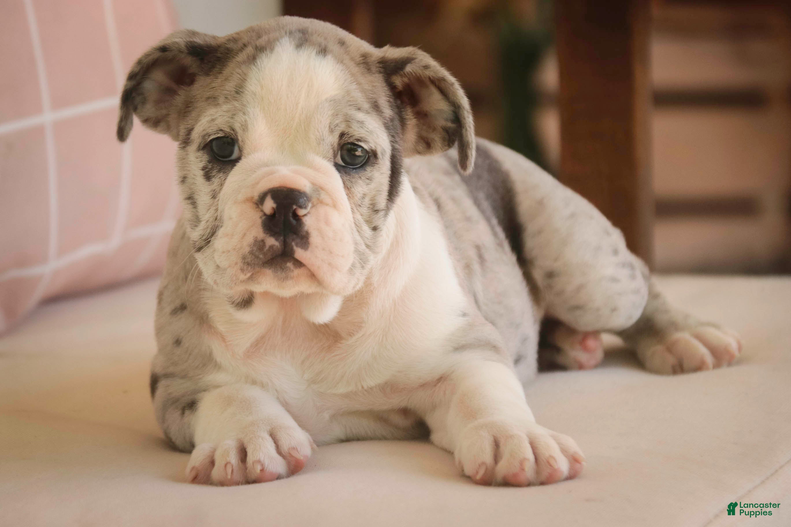 Mixed Breed dogs Splendor Victorian Bulldog - Ad 1