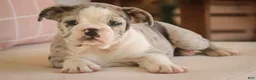 Mixed Breed dogs for sale: Splendor Victorian Bulldog - Ad 1
