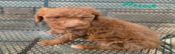 Goldendoodle dogs for sale: Goldendoodle Puppy 2 - Ad 4