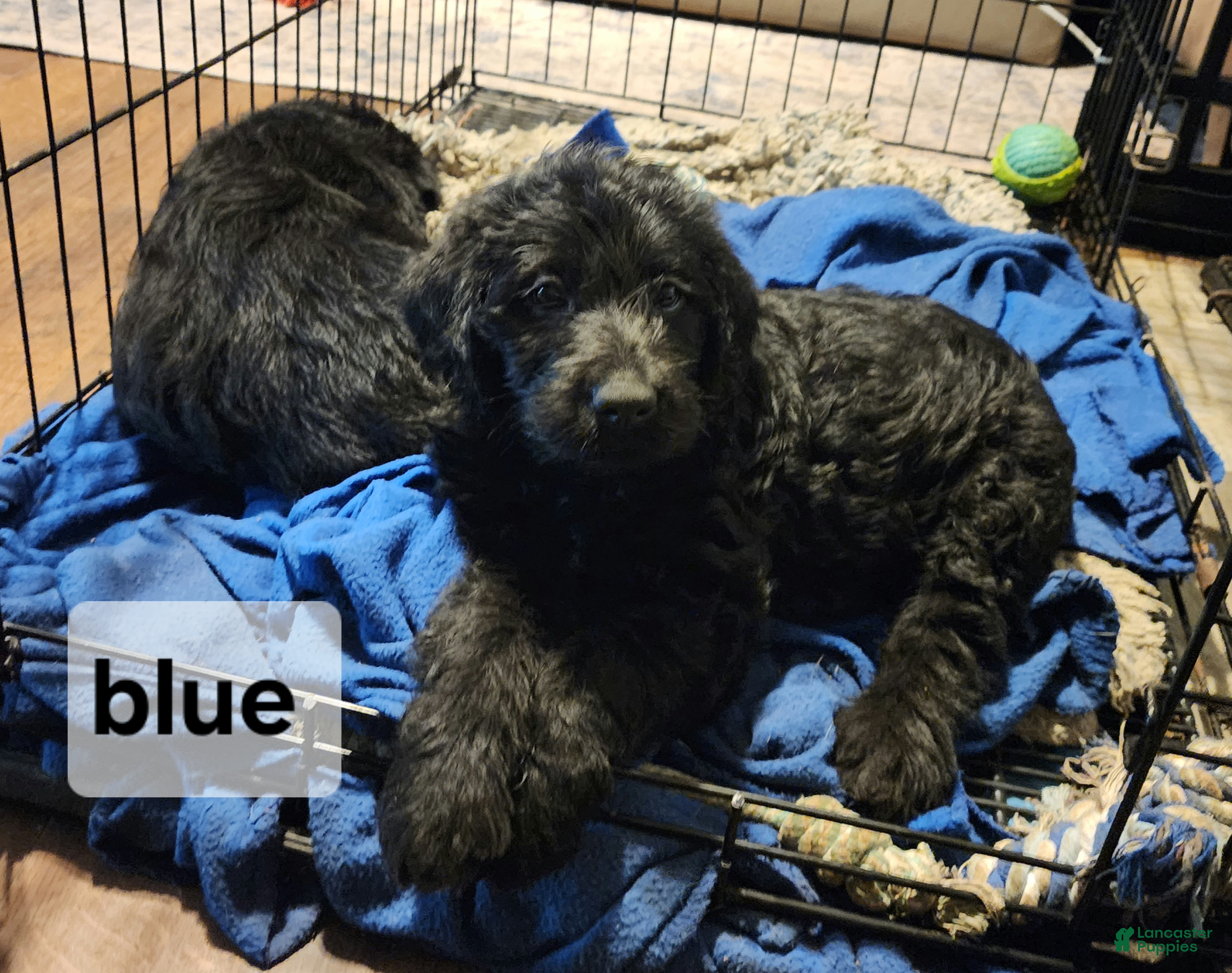 Labradoodle dogs Labradoodle blue collar - Ad 1