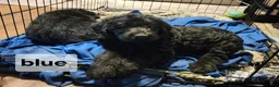 Labradoodle dogs for sale: Labradoodle blue collar - Ad 2
