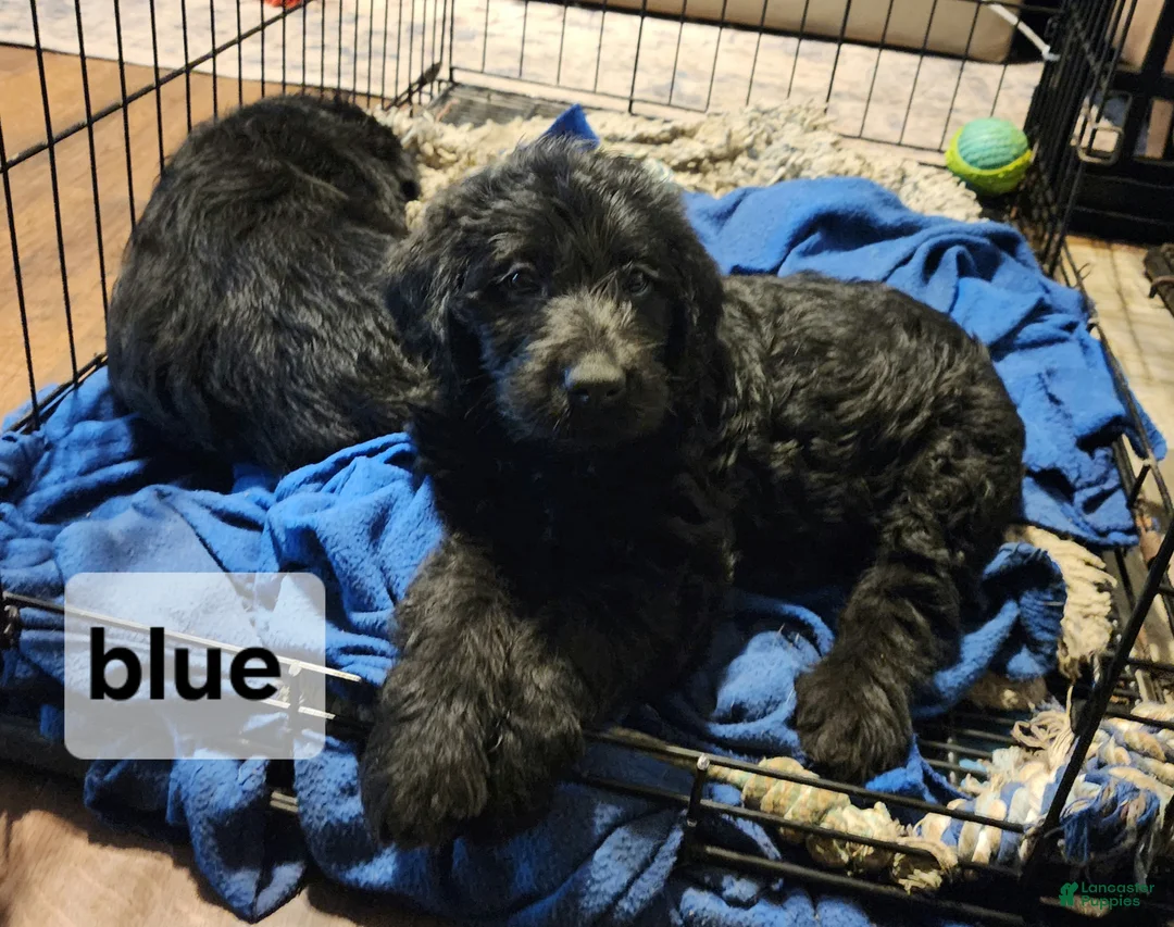 Labradoodle dogs for sale: Labradoodle blue collar - Ad 2