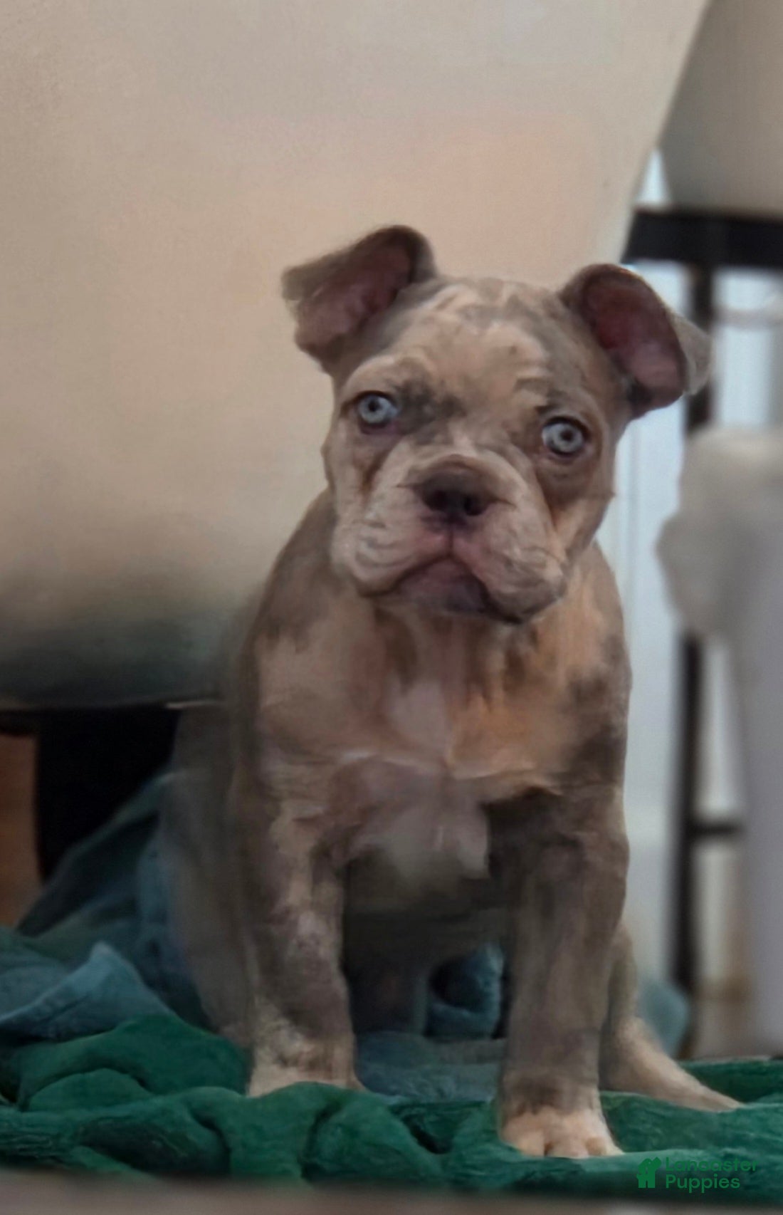 French Bulldog dogs French Bulldog Puppy 1 - Ad 1