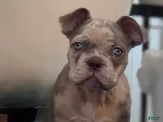 French Bulldog dogs for sale: French Bulldog Puppy 1 - Ad 1