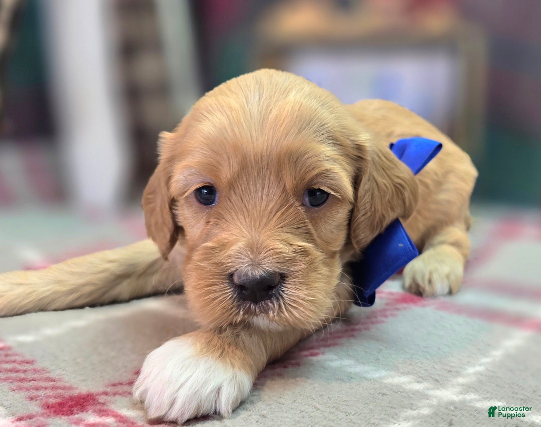Cockapoo dogs for sale: Captain Walden - Ad 5