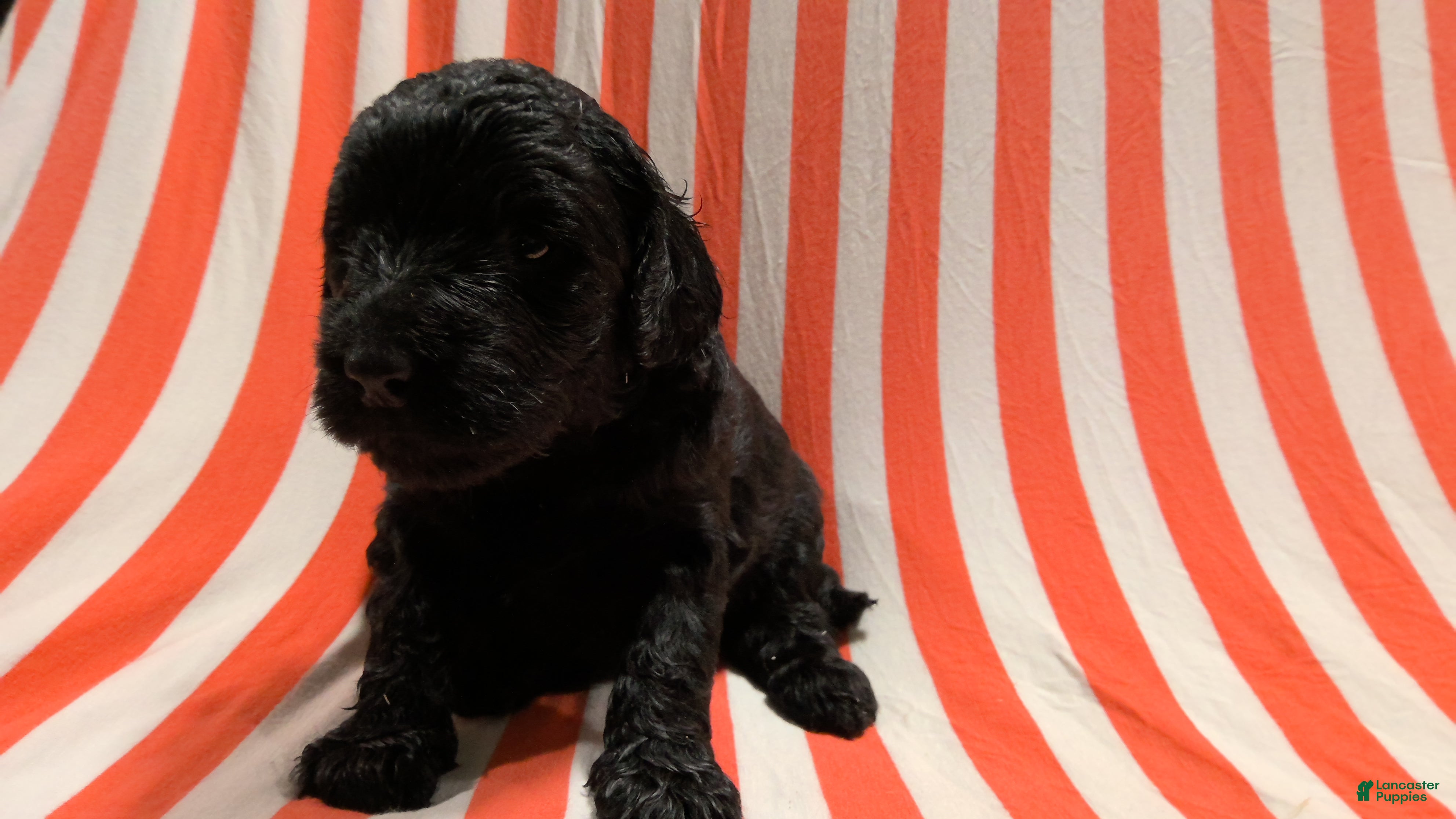 Mini Goldendoodle dogs Ella - Ad 1